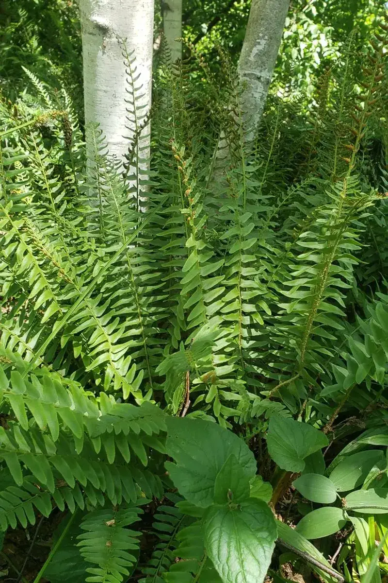 Choose The Fern Only If The Site Agrees