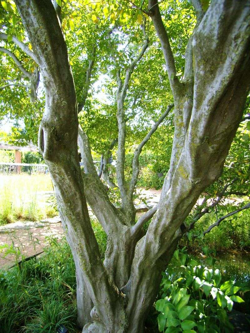 Sculpted Strength For Small Spaces: American Hornbeam