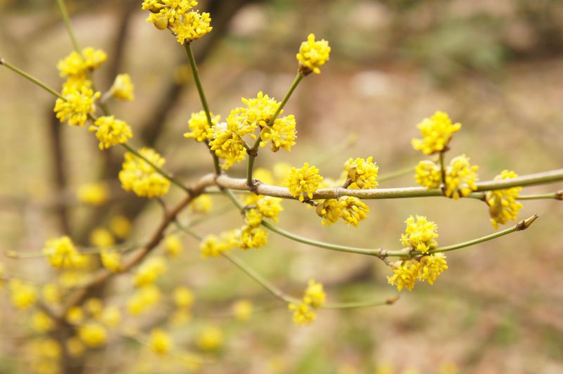 Spicebush Offers Spring Bounty And Insect Havens