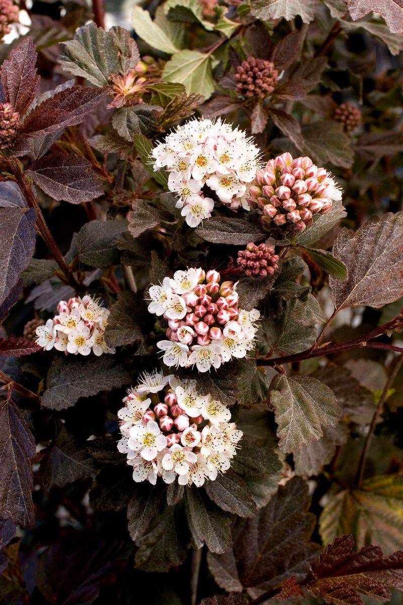 Ninebark Handles The Worst Soil You Have