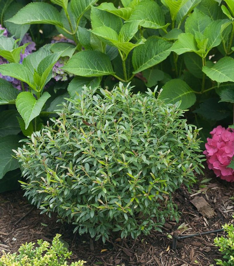 Inkberry Holly Steps Up As A Near-Perfect Native Lookalike
