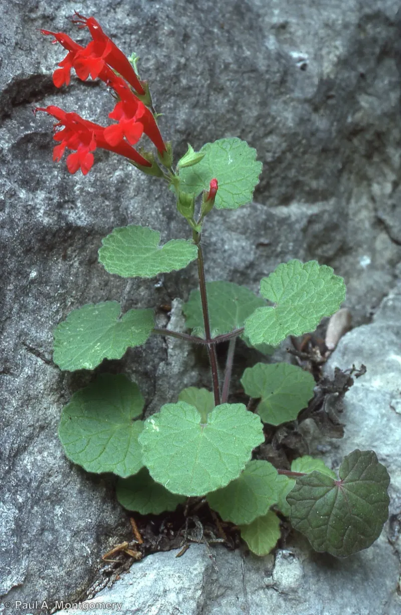 Cedar Sage Glows Scarlet In Rocky Hill Country Shade