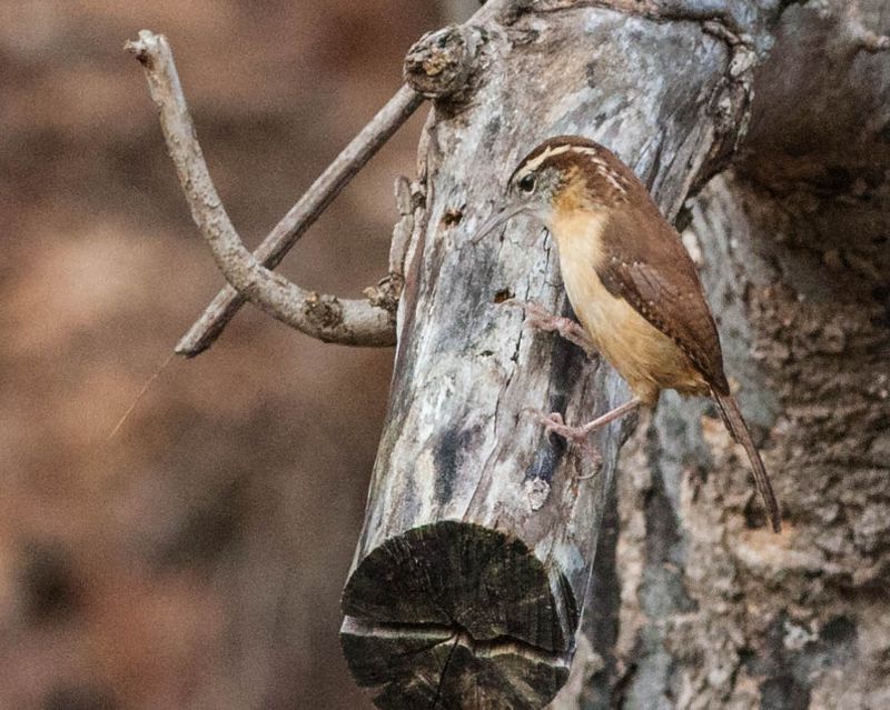 Carolina Wrens Dig For Ground-Dwelling Ticks