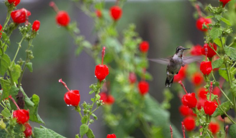 Turk's Cap Brings Bright Red To Shady Spots