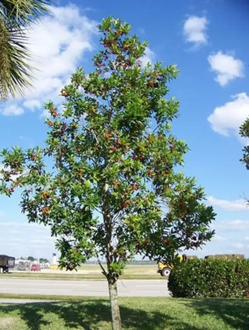 Southern Wax Myrtle's Cousin, The Dahoon Holly For Wet Spots