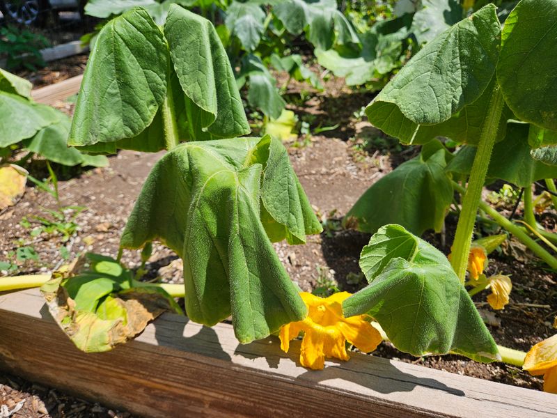 Heat Can Stress Cucumbers Without Naming The Cause