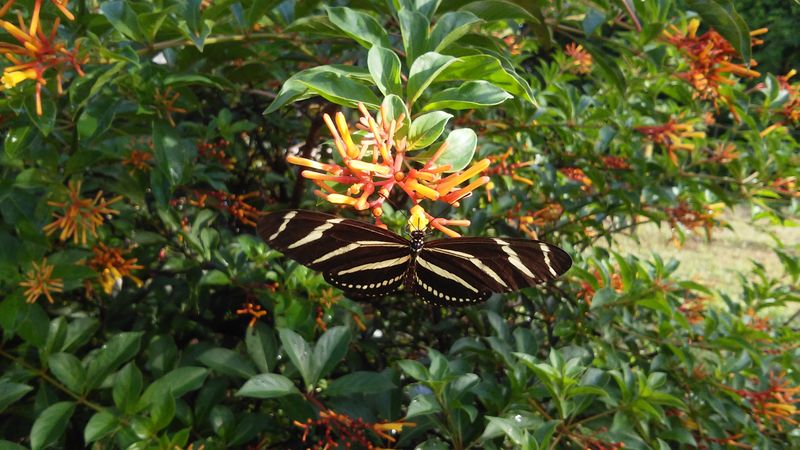 Firebush Ignites Your Garden With Nectar