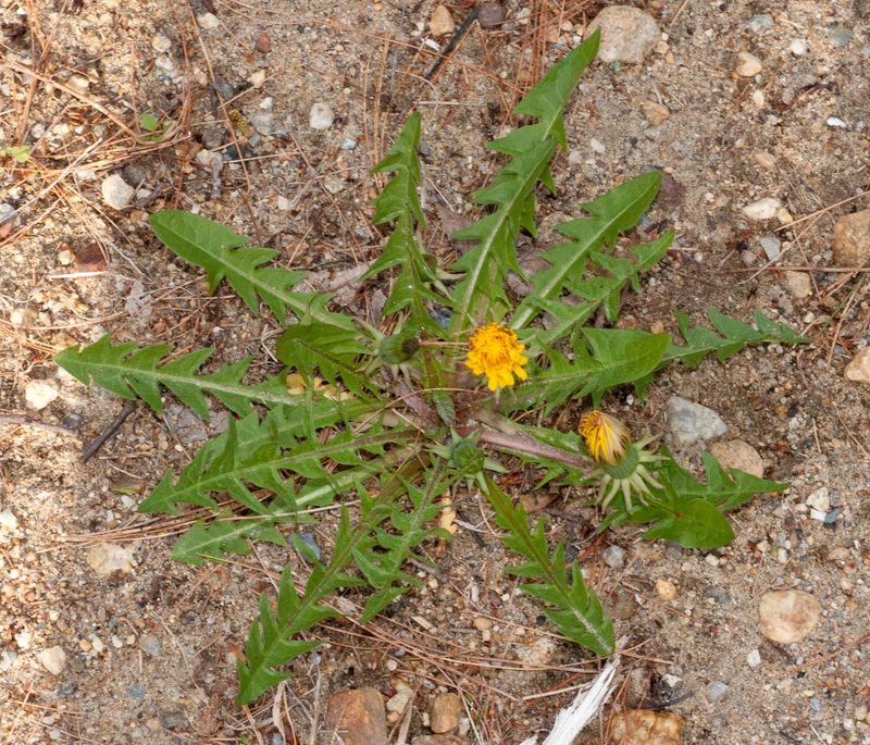 Dandelion Offers Supplemental Early Forage