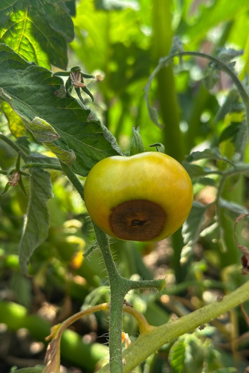 Blossom End Rot Is A Watering Story
