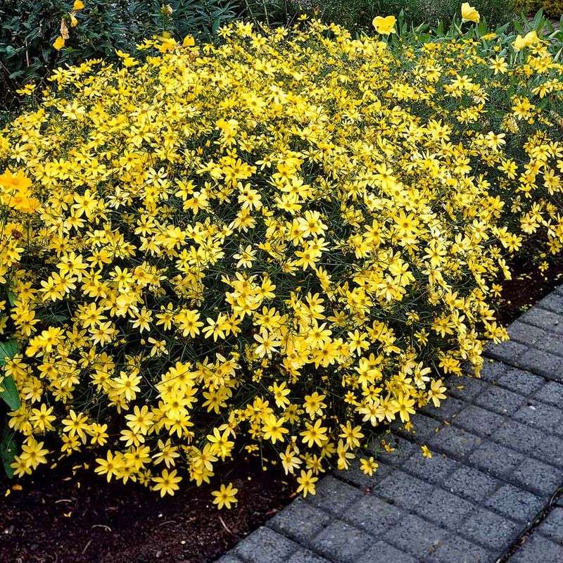 This Plant Thrives In North Carolina's Tricky Conditions