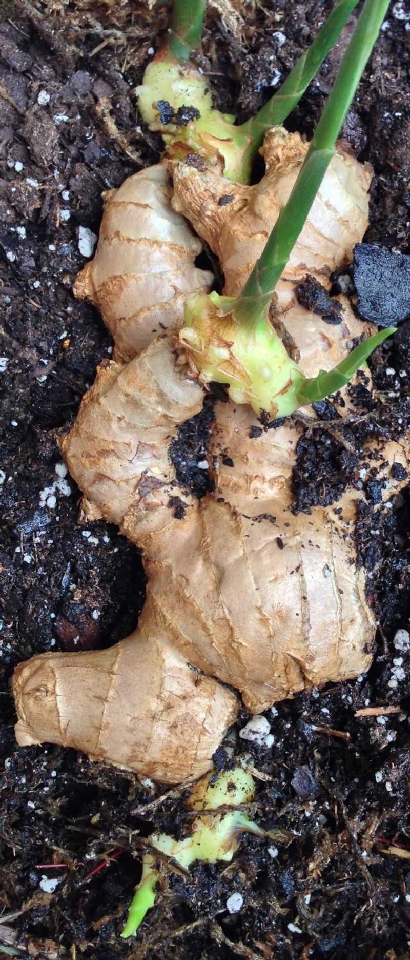 One Grocery Rhizome Can Start A Plant—Sometimes