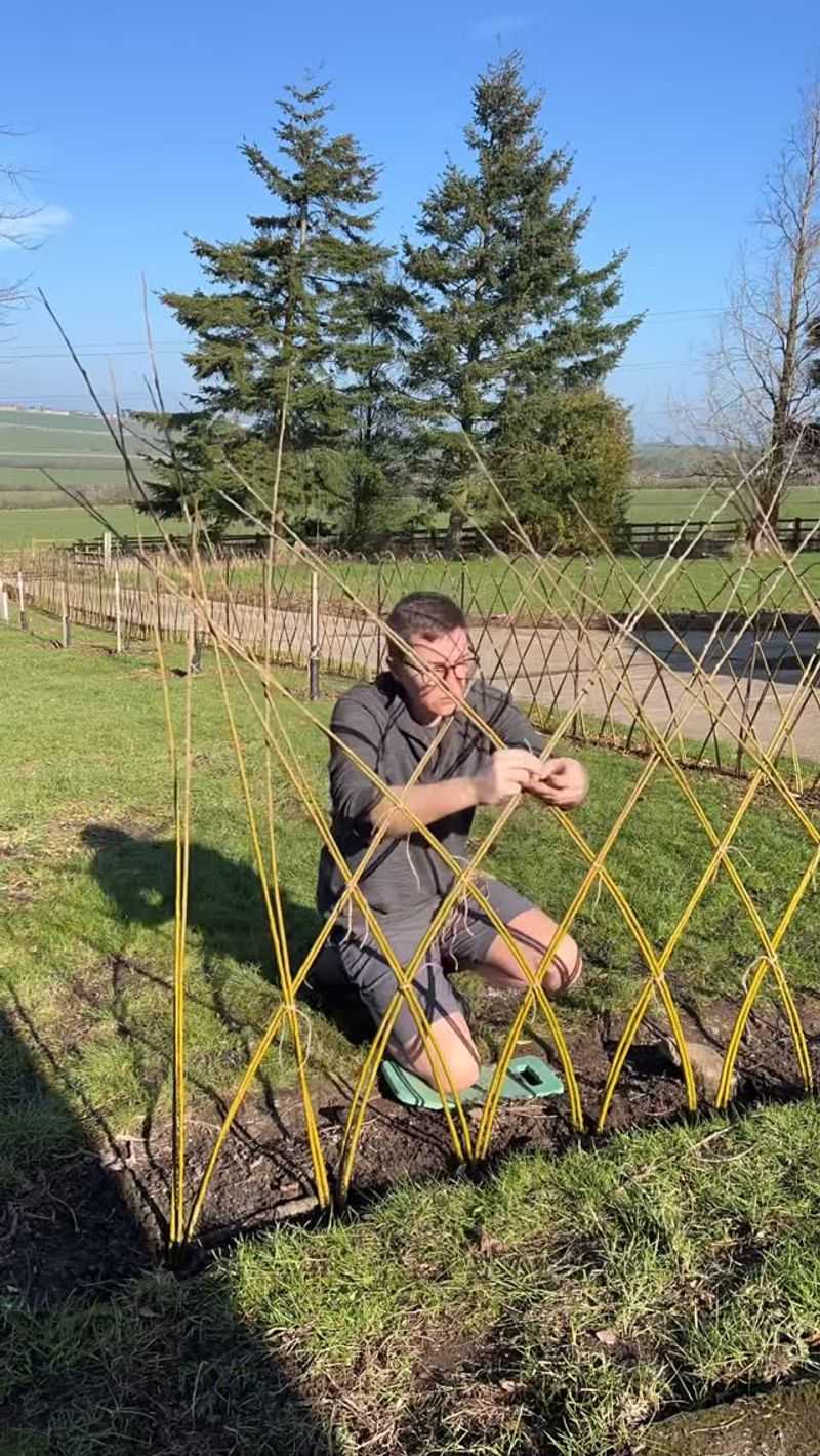 A Living Willow Fedge Makes A Boundary, Not A Barrier
