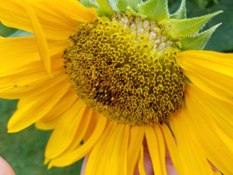 The Familiar Sunflower Is a Composite Flower Head