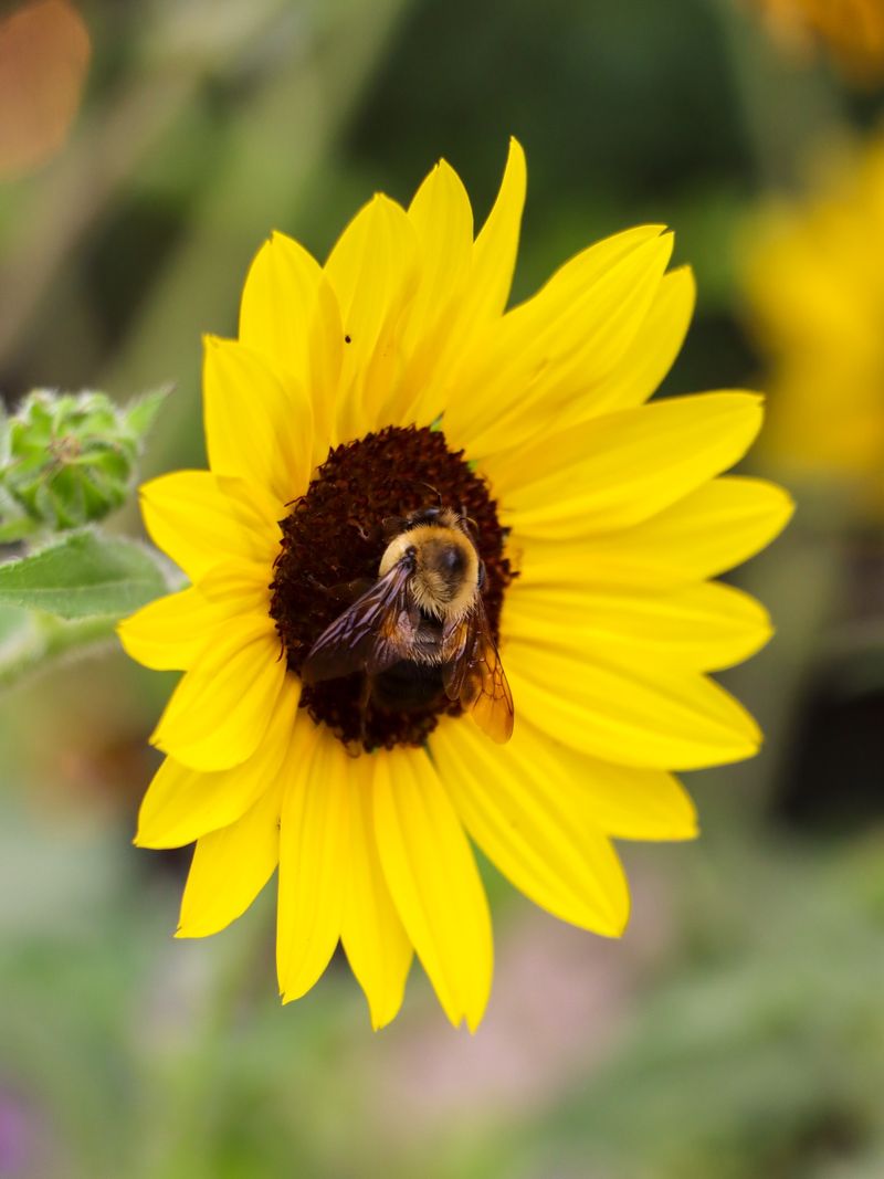 East-Facing Heads May Help Morning Pollinators