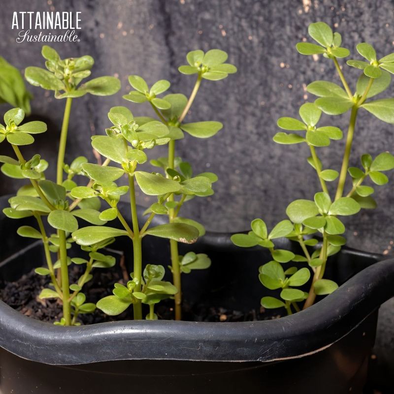 Grow a Clean Patch Without Losing Control
