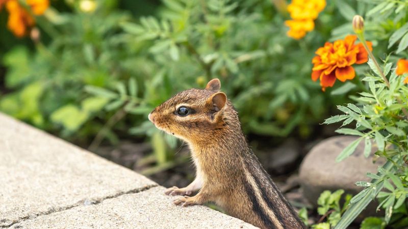 Protect the Garden Without Escalating