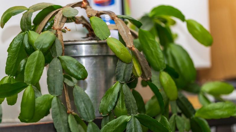 Overwatering Is Common, Not Automatic