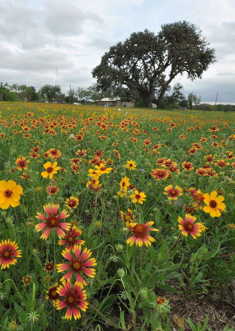 Native American Seed In Junction Sets The Standard