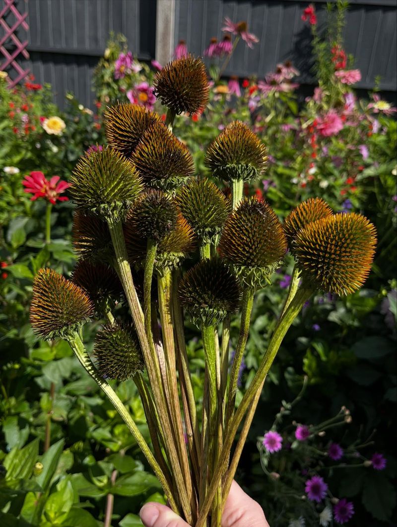 Brown Heads Offer A Seed-Saving Opportunity
