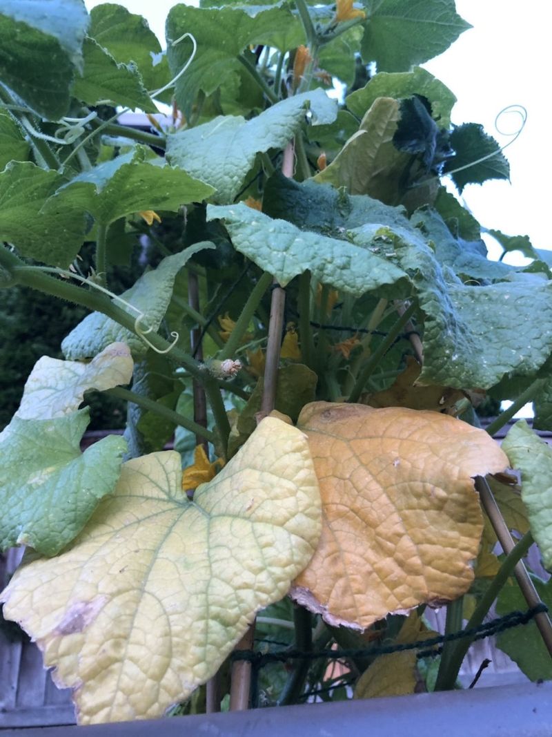 Nitrogen Fits One Specific Yellowing Pattern