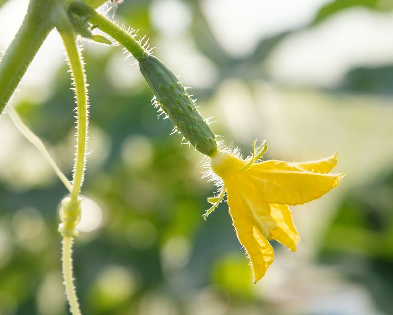Flowers Narrow The Diagnosis