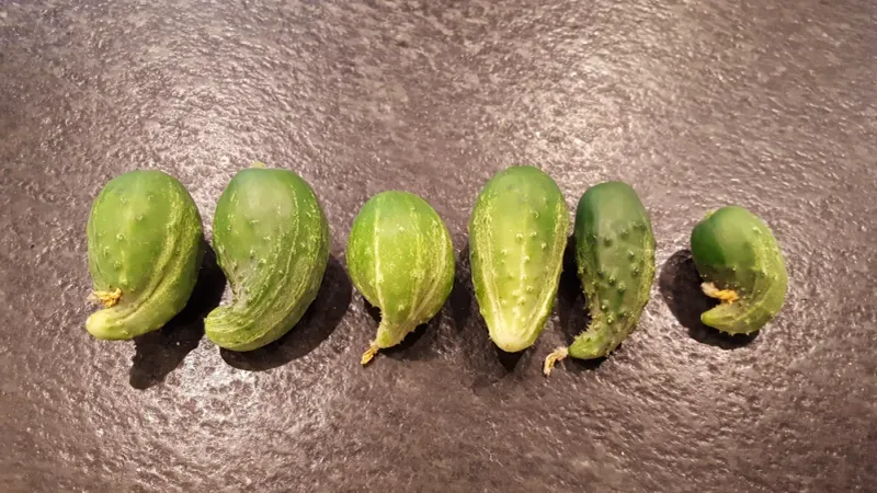 Uneven Pollination Often Explains The Pinched End