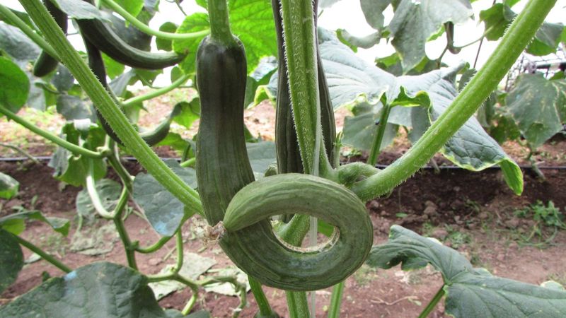 Uneven Moisture Can Contribute to Pinched Fruit