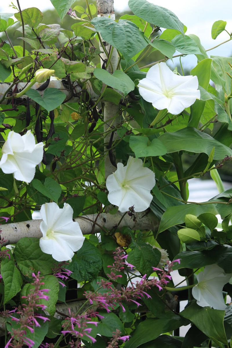 North Carolina Heat Sends The Vine Climbing