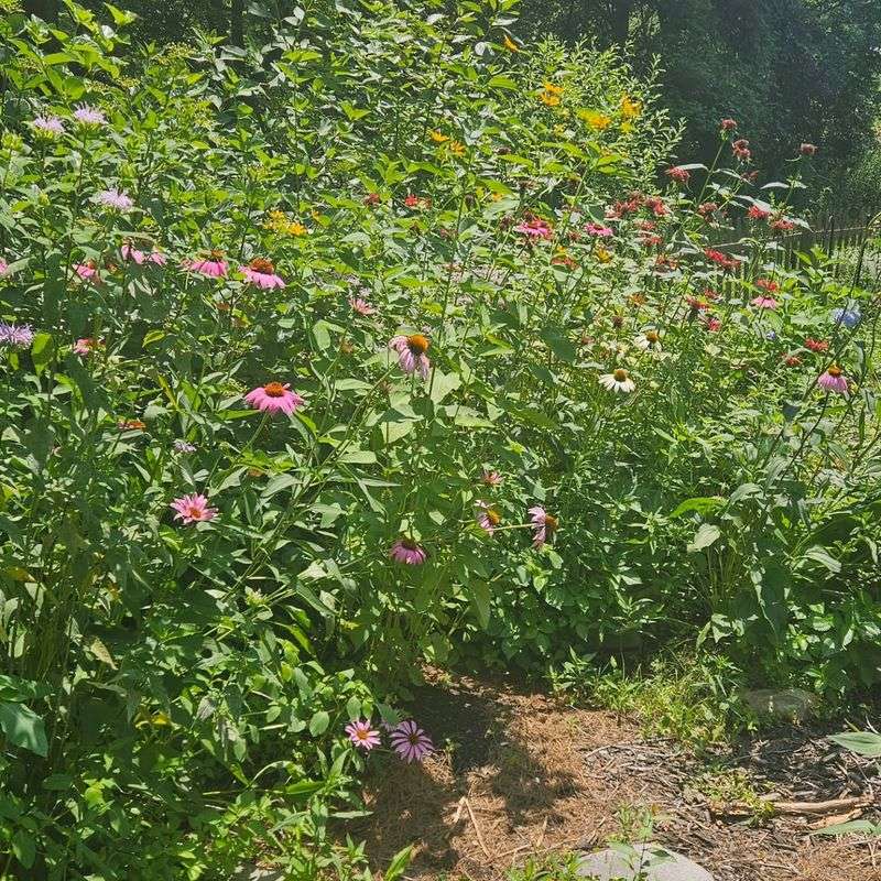 A Messier Garden Can Offer Better Cover