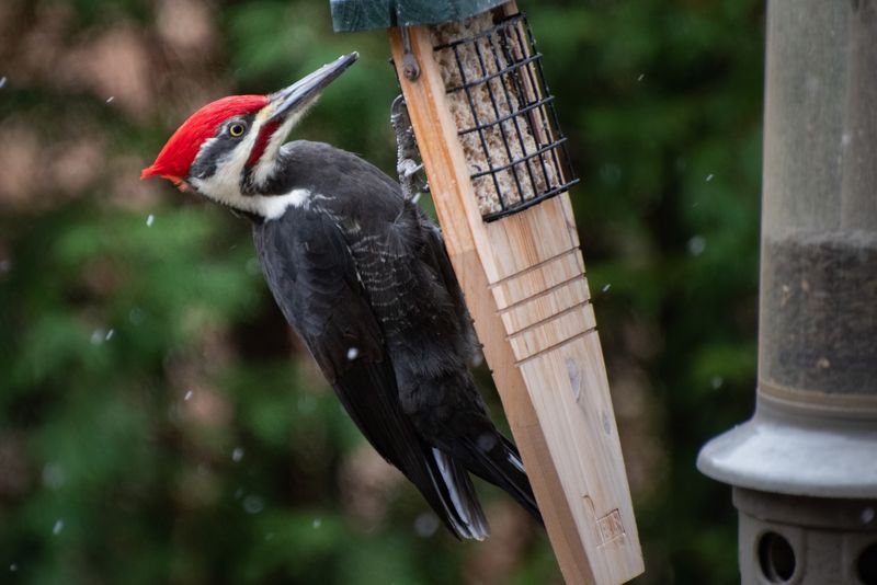Feeding Helps Only If Habitat Allows
