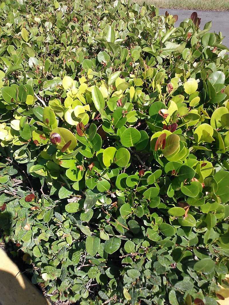 Cocoplum Hides Sweet Fruit In A Coastal Hedge