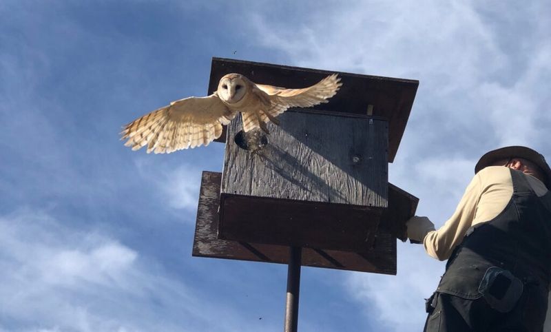 A Nest Box Offers More Direct Support