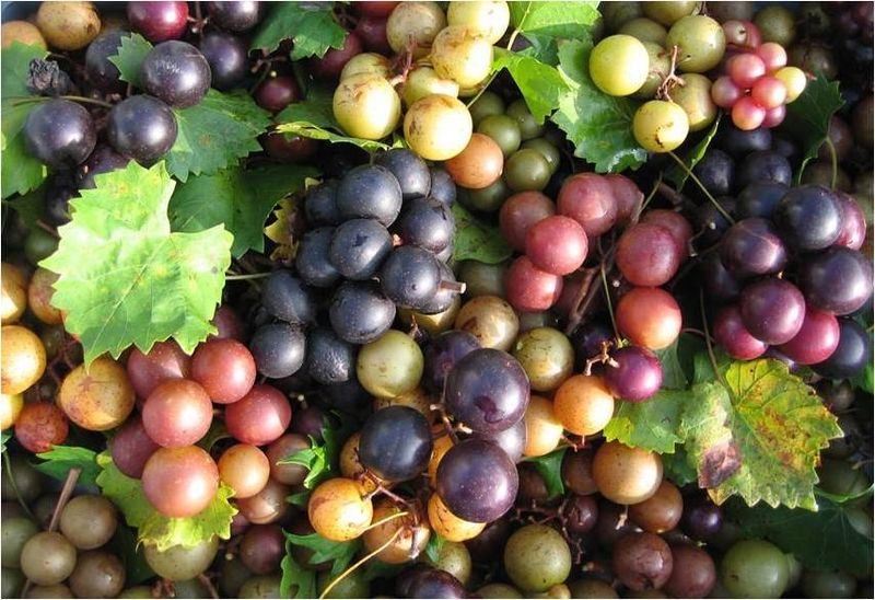 Could Repeated Late-Season Watering Be Holding Back Sweetness?