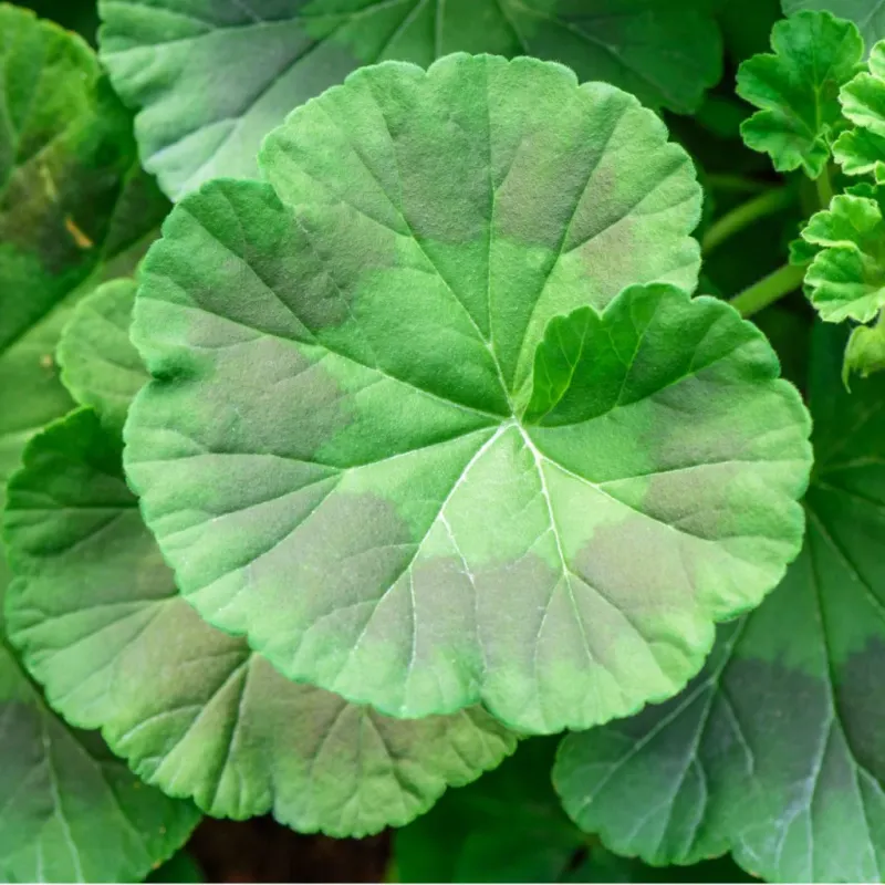 Too Much Leafy Green Means the Wrong Kind of Meal