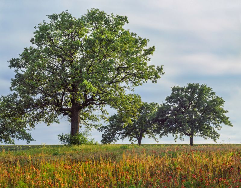 Established Trees Need Longer Pauses