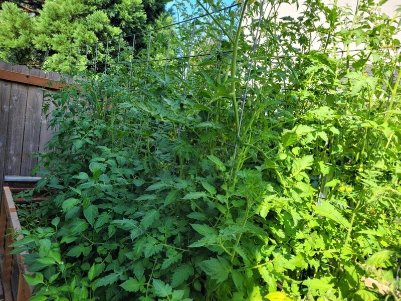 Too Much Nitrogen Builds A Bush, Not Tomatoes