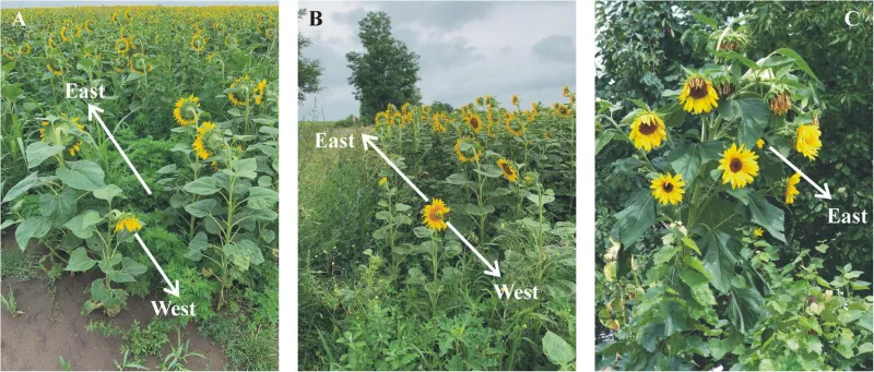 Why Mature Common Sunflowers Often Face East