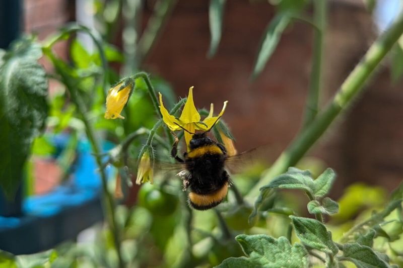The Headline Gets the Bee’s Job Wrong