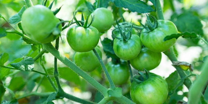 A Green Tomato May Be Full-Sized Without Being Ready