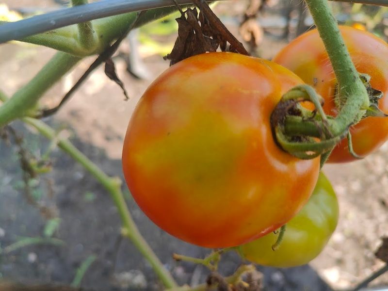 Why Heat Can Leave Red Tomatoes Orange