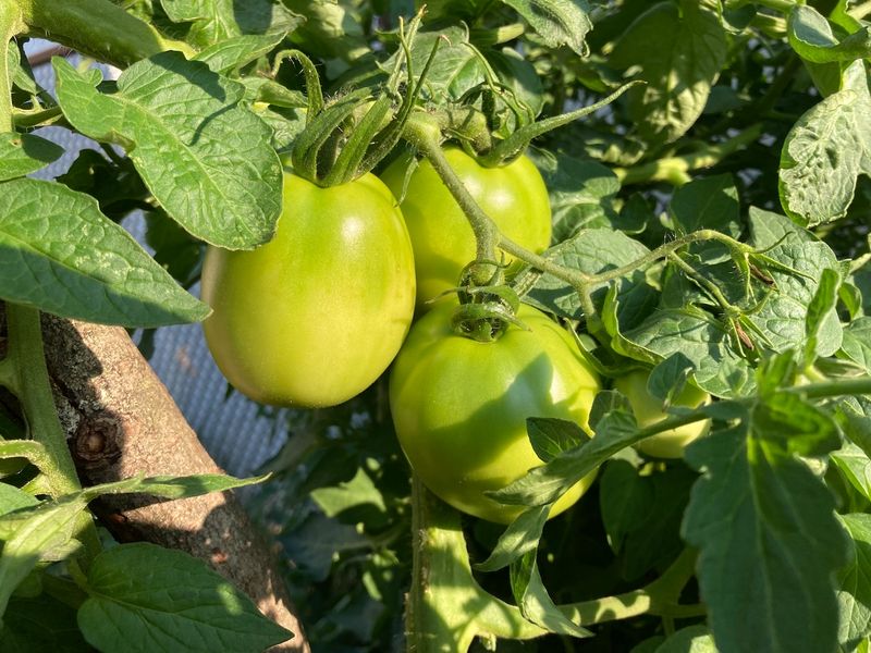 Heat Can Pause Red Color Even In Full Sun