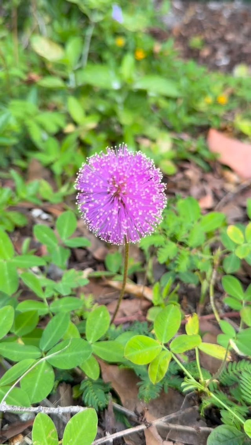 A Living Shield Against Chinch Bugs And Whiteflies