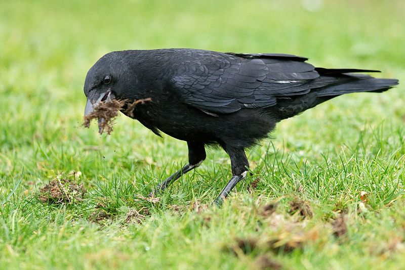 Look Below the Feeder Before Blaming the Lawn