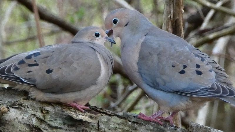 Behavior Offers Clues About Courtship