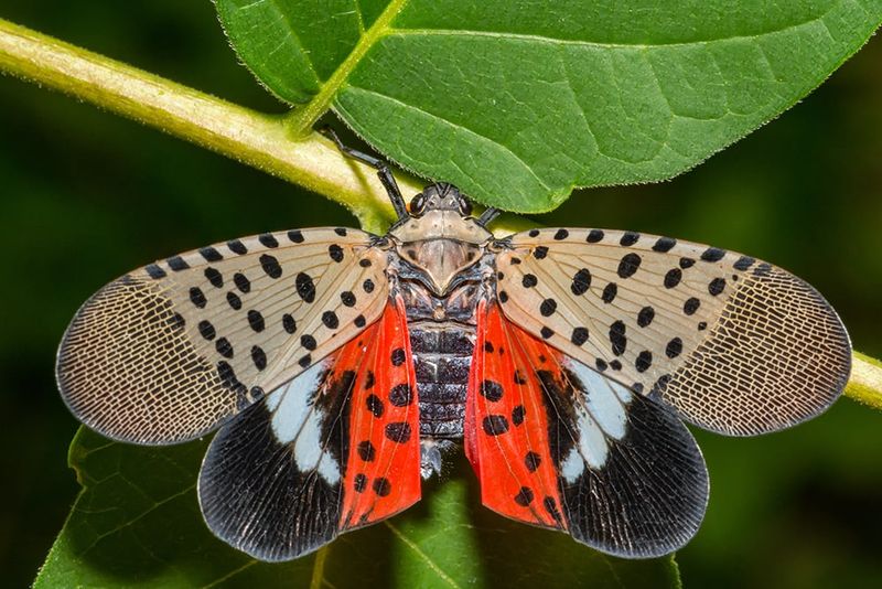 Why This Native Plant Turns The Tables On Lanternflies