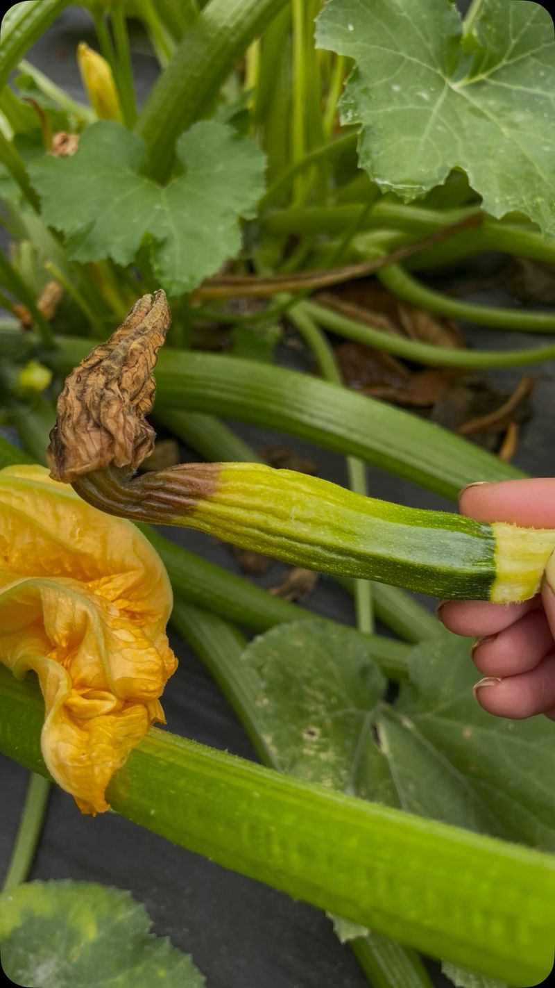 A Healthy Vine Can Still Lose Its Fruit