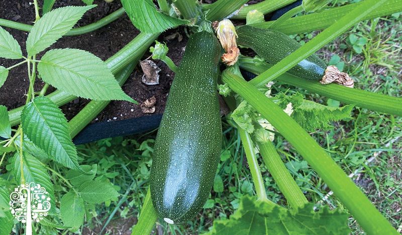 An Overgrown Zucchini May Reduce Later Production