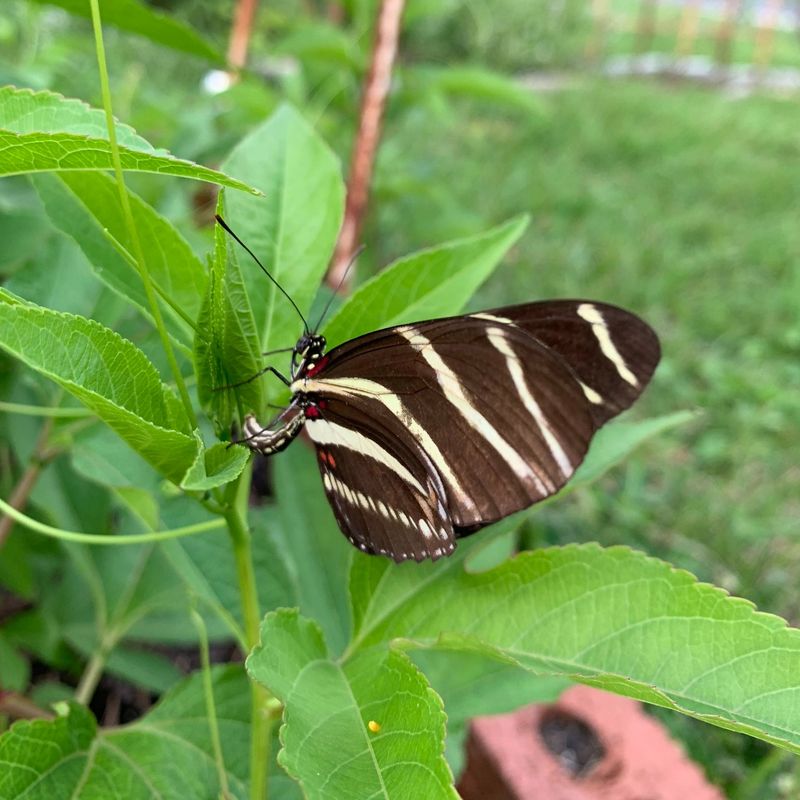 Make Sure The Striped Butterfly Is The Right Species