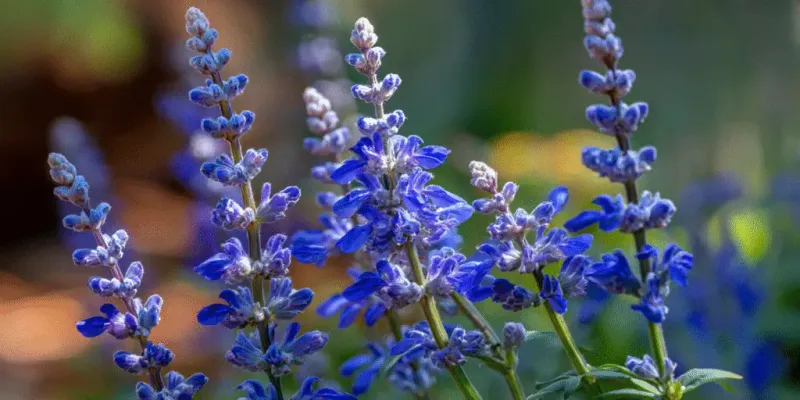 Mealycup Sage Sends Up Blue Spikes
