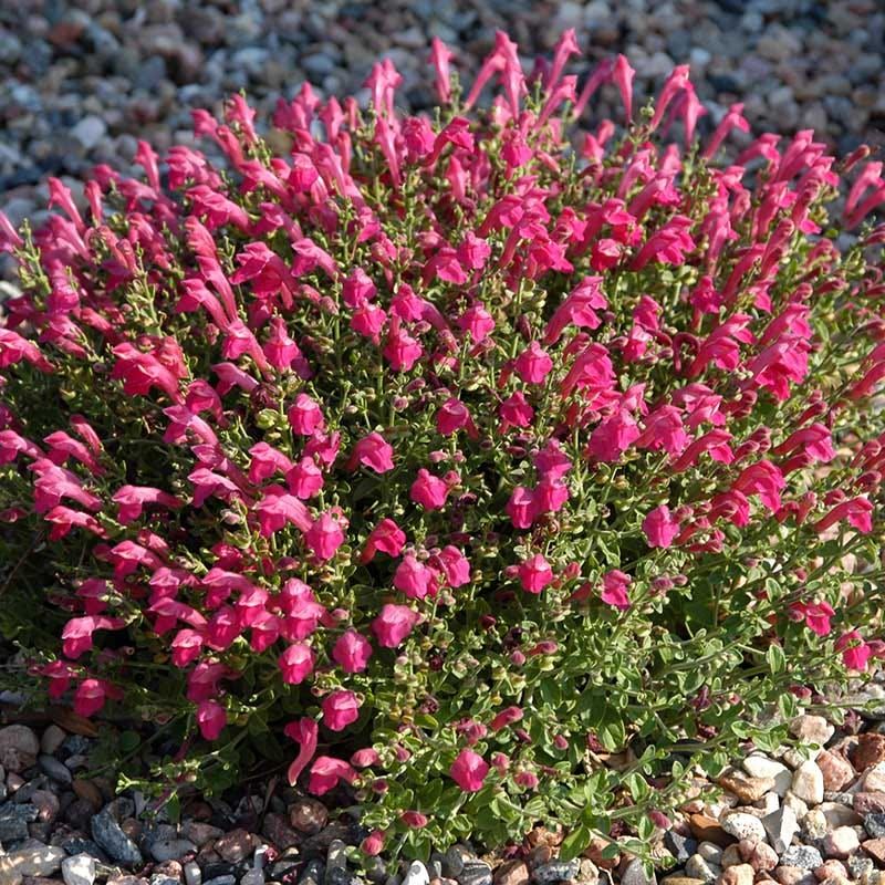 Pink Skullcap For Delicate Charm
